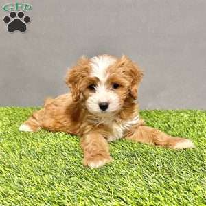 Teddy, Cavapoo Puppy