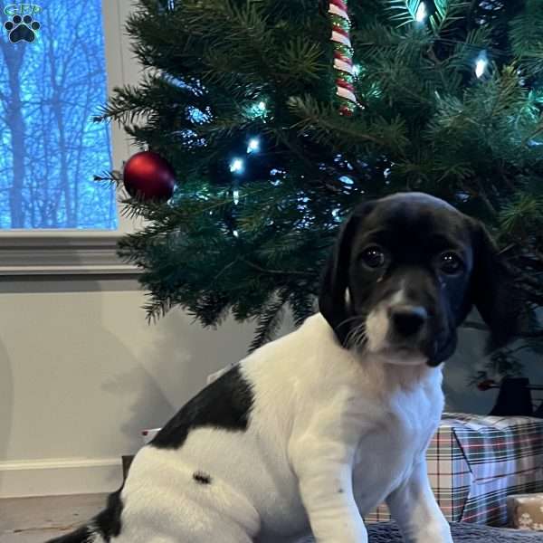 Mia, Beagle Mix Puppy