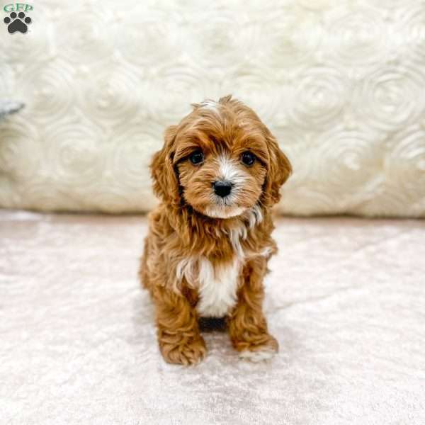 Emma, Cavapoo Puppy