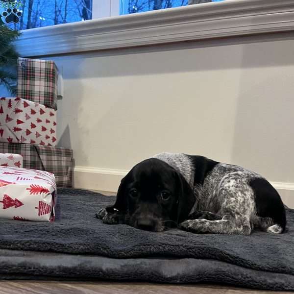 Noela, Beagle Mix Puppy