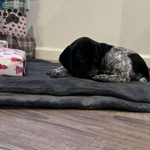 Noela, Beagle Mix Puppy