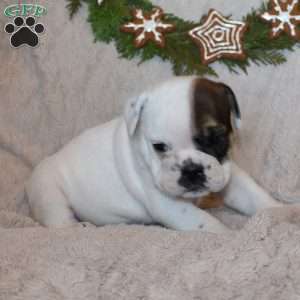 Sugar, Beabull Puppy