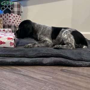 Noela, Beagle Mix Puppy