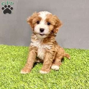 Teddy, Cavapoo Puppy