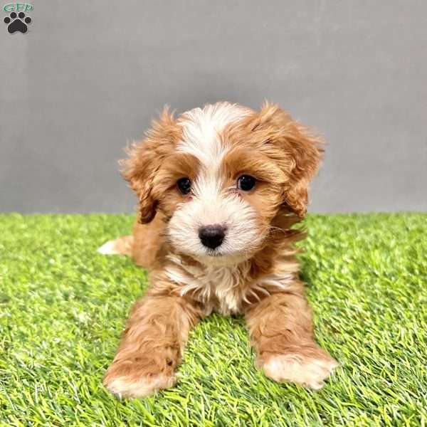Teddy, Cavapoo Puppy