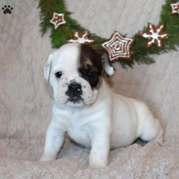 Sugar, Beabull Puppy