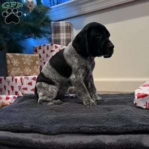 Noela, Beagle Mix Puppy