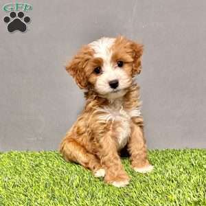 Teddy, Cavapoo Puppy