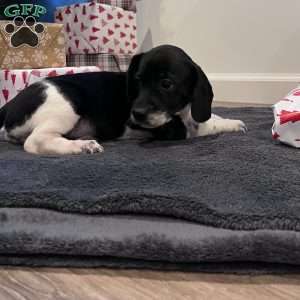 Navee, Beagle Mix Puppy