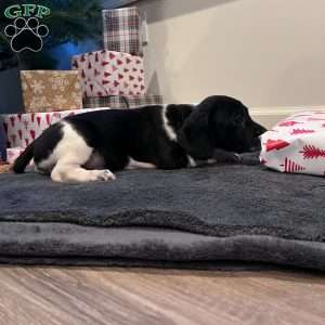 Navee, Beagle Mix Puppy