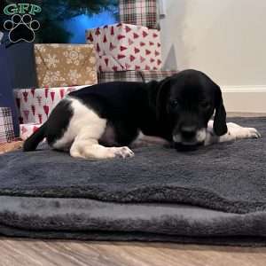 Paislee, Beagle Mix Puppy