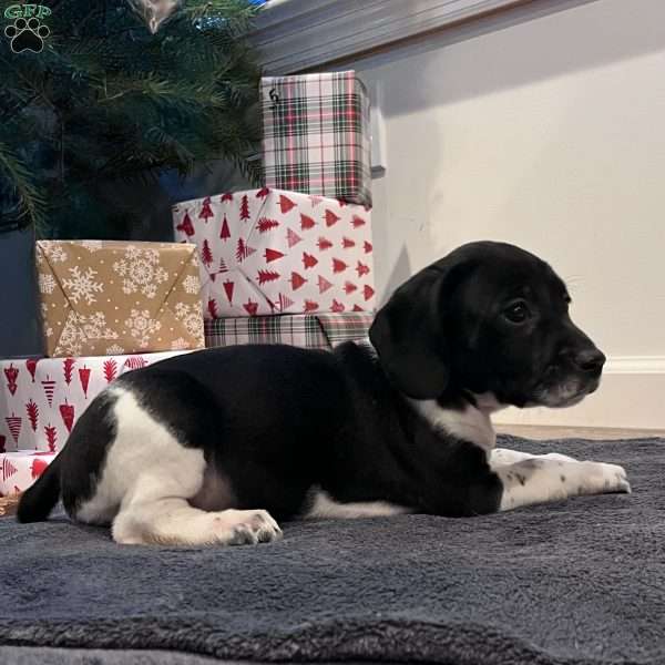 Paislee, Beagle Mix Puppy