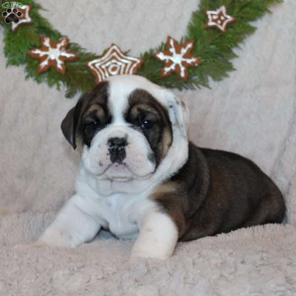 Mocha, Beabull Puppy