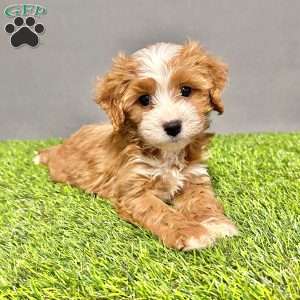 Teddy, Cavapoo Puppy