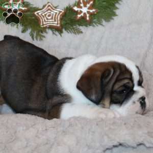 Mocha, Beabull Puppy