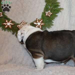 Mocha, Beabull Puppy