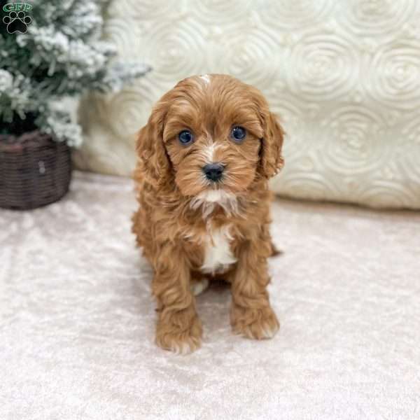 Candy, Cavapoo Puppy