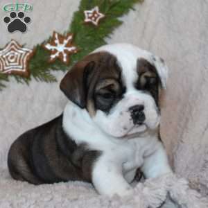 Mocha, Beabull Puppy