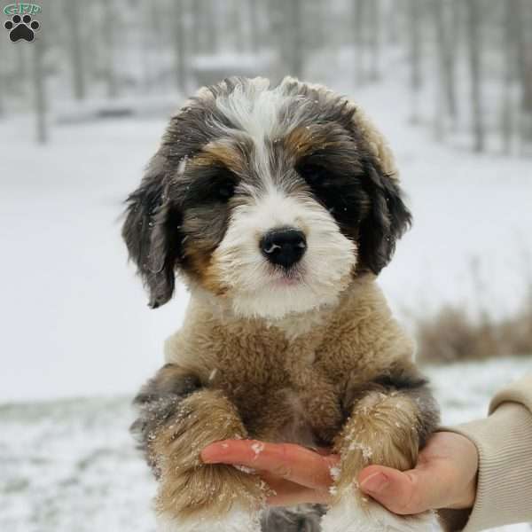 Cotton, Bernedoodle Puppy