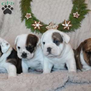 Mocha, Beabull Puppy