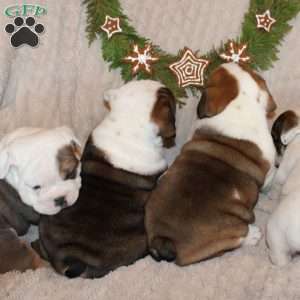 Mocha, Beabull Puppy