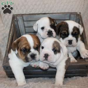 Sugar, Beabull Puppy