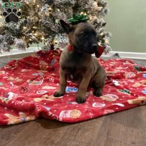 Skittles, Belgian Malinois Puppy