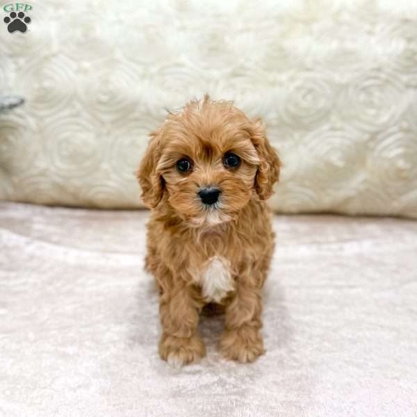 Piper, Cavapoo Puppy