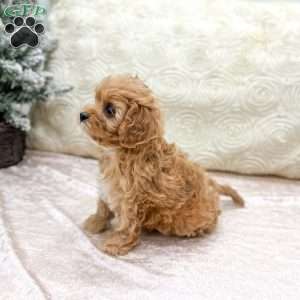 Piper, Cavapoo Puppy