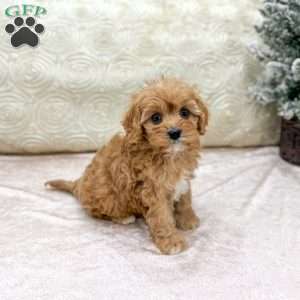 Piper, Cavapoo Puppy