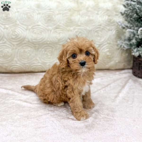 Piper, Cavapoo Puppy