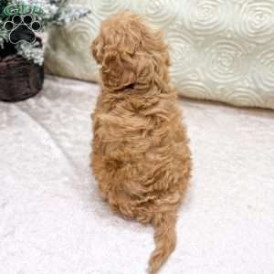 Piper, Cavapoo Puppy