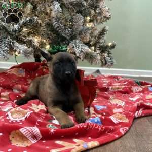 Skittles, Belgian Malinois Puppy