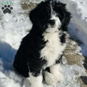 Cozy, Bernedoodle Puppy