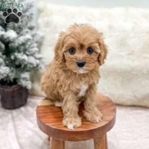 Piper, Cavapoo Puppy