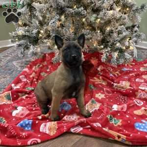 Skittles, Belgian Malinois Puppy