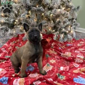 Skittles, Belgian Malinois Puppy