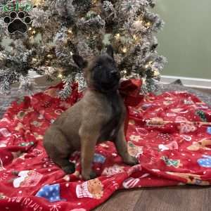 Skittles, Belgian Malinois Puppy