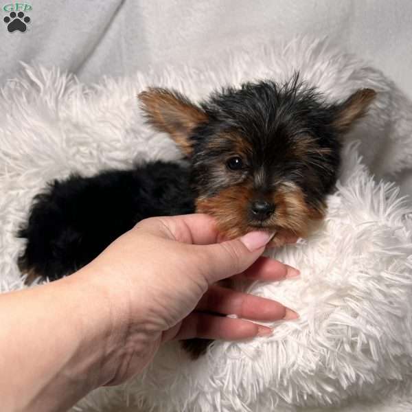 Teacup Prada, Yorkie Puppy
