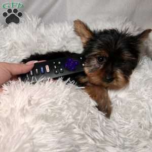 Teacup Prada, Yorkie Puppy