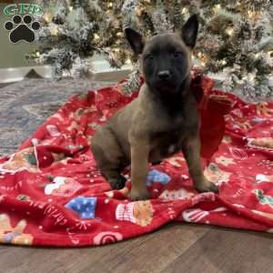 Skittles, Belgian Malinois Puppy