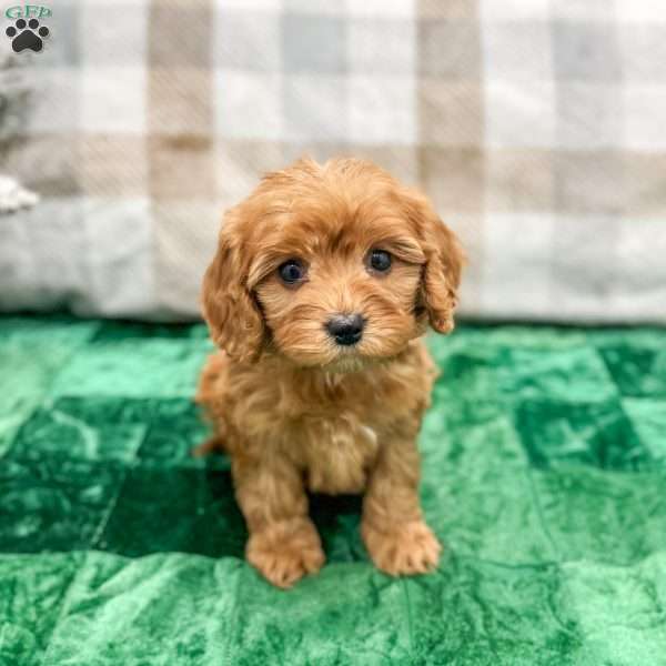 Hennri, Cavapoo Puppy