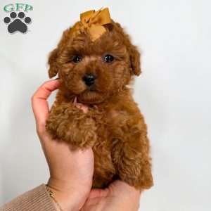 Fendi- Teacup, Toy Poodle Puppy