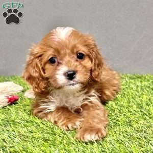 Buddy, Cavapoo Puppy