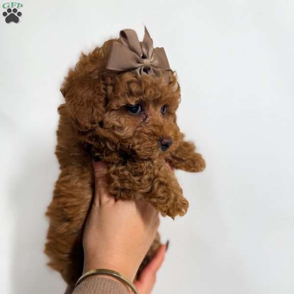 Tiny Cocoa, Toy Poodle Puppy