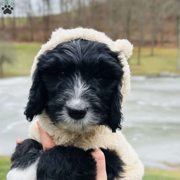 Knit, Bernedoodle Puppy