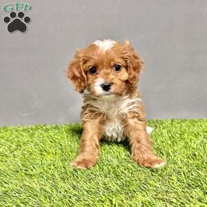 Buddy, Cavapoo Puppy