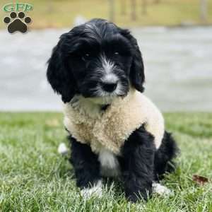 Knit, Bernedoodle Puppy