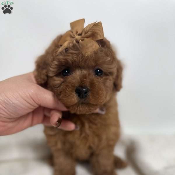 Fendi- Teacup, Toy Poodle Puppy