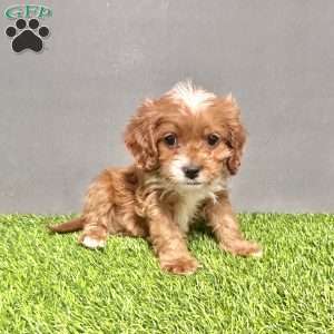 Buddy, Cavapoo Puppy